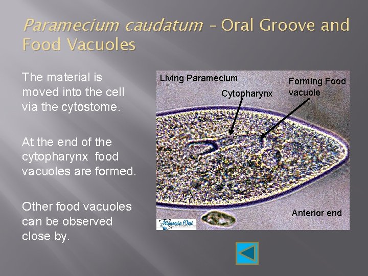 Paramecium caudatum – Oral Groove and Food Vacuoles The material is moved into the