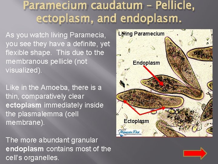 Paramecium caudatum – Pellicle, ectoplasm, and endoplasm. As you watch living Paramecia, you see