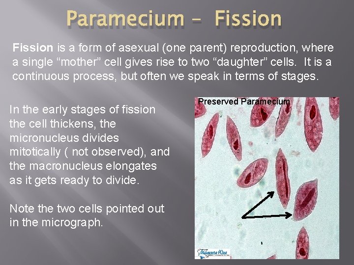 Paramecium – Fission is a form of asexual (one parent) reproduction, where a single