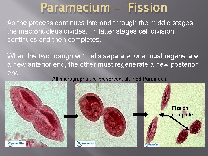 Paramecium – Fission As the process continues into and through the middle stages, the