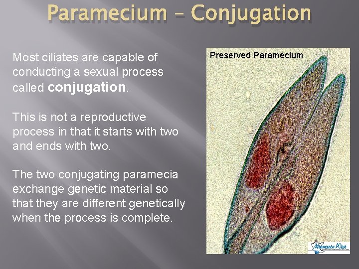 Paramecium – Conjugation Most ciliates are capable of conducting a sexual process called conjugation.