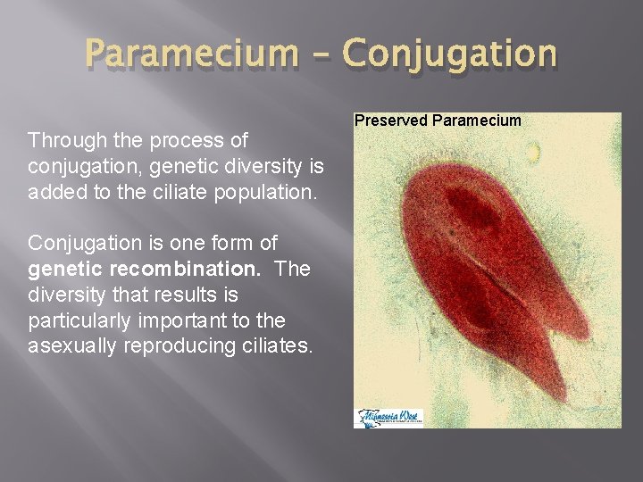 Paramecium – Conjugation Through the process of conjugation, genetic diversity is added to the