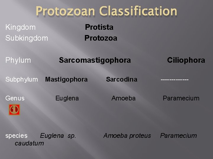 Protozoan Classification Kingdom Subkingdom Phylum Subphylum Genus Protista Protozoa Sarcomastigophora Mastigophora Euglena species Euglena