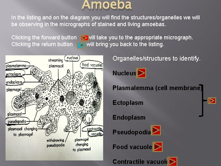 Amoeba In the listing and on the diagram you will find the structures/organelles we