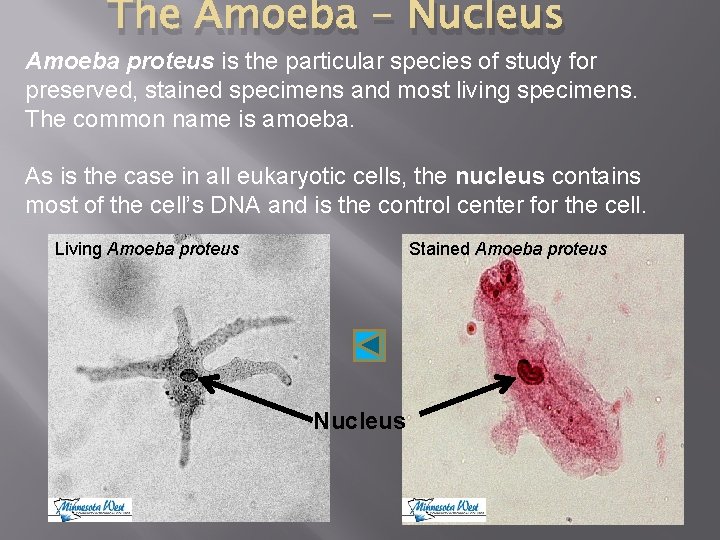 The Amoeba - Nucleus Amoeba proteus is the particular species of study for preserved,