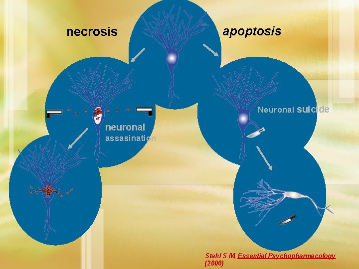 necrosis apoptosis Neuronal suicide neuronal assasination Stahl S M, Essential Psychopharmacology (2000) 