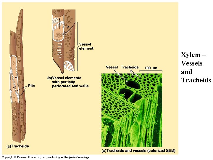 Xylem – Vessels and Tracheids 