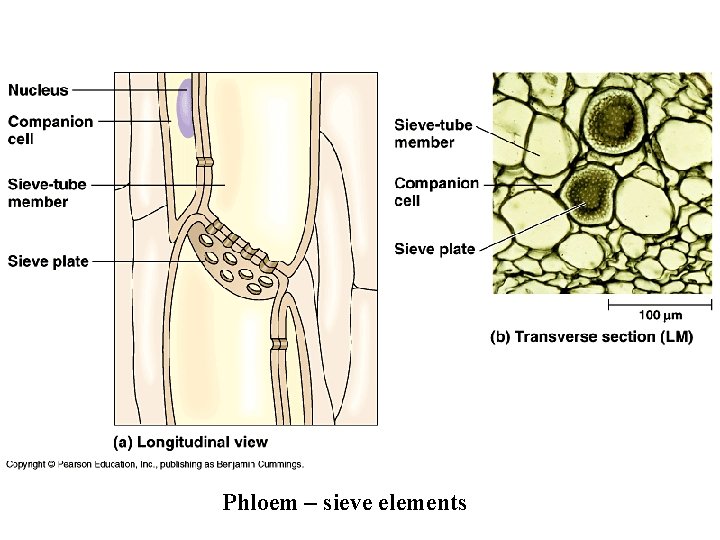 Phloem – sieve elements 