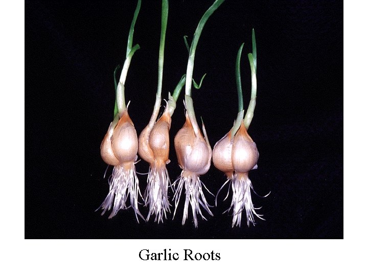 Garlic Roots 