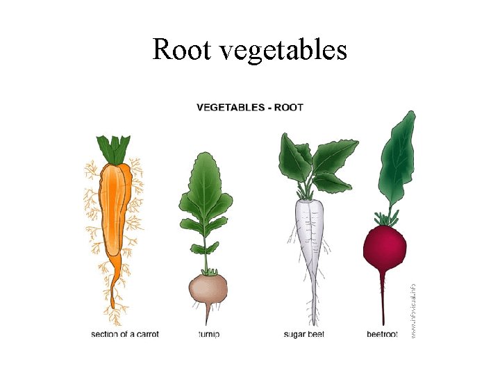 Root vegetables 