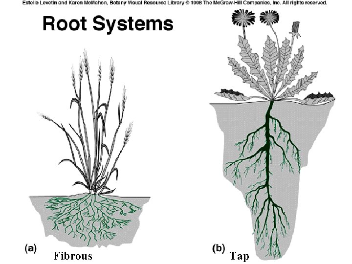 Fibrous Tap 