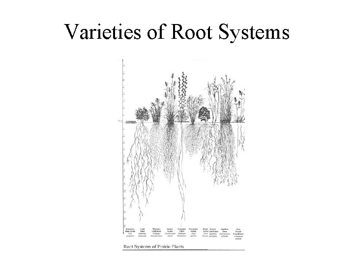 Varieties of Root Systems 