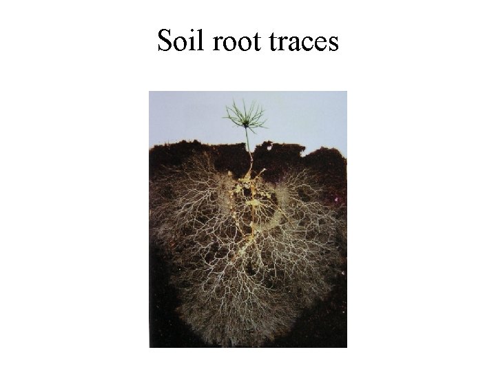 Soil root traces 