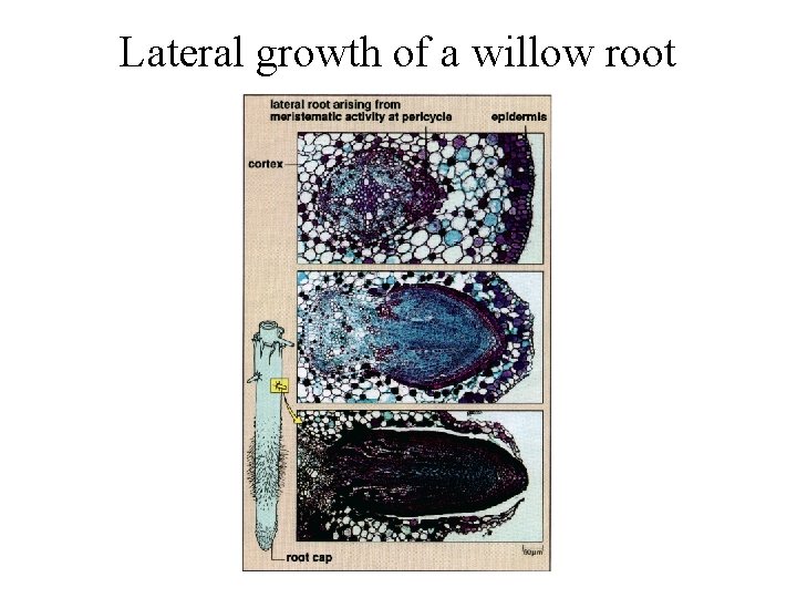 Lateral growth of a willow root 