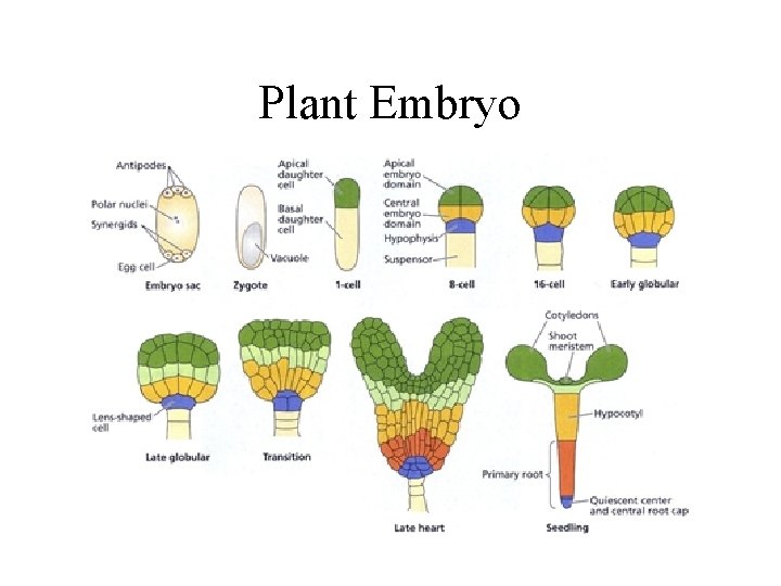 Plant Embryo 