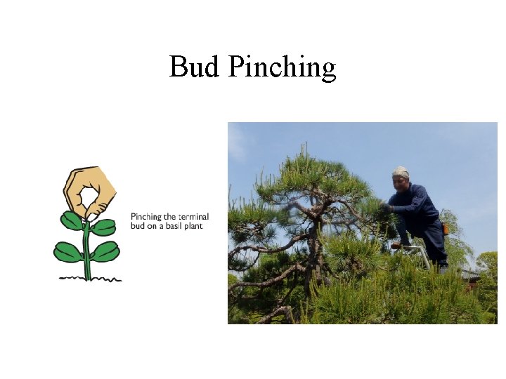 Bud Pinching 