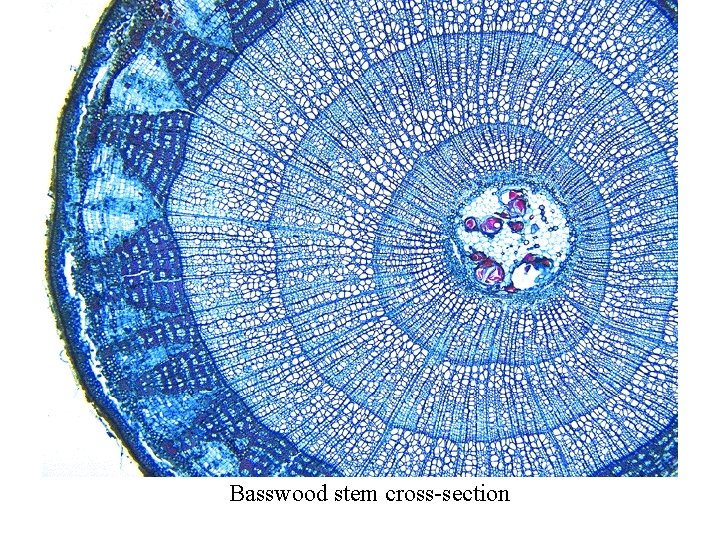 Basswood stem cross-section 