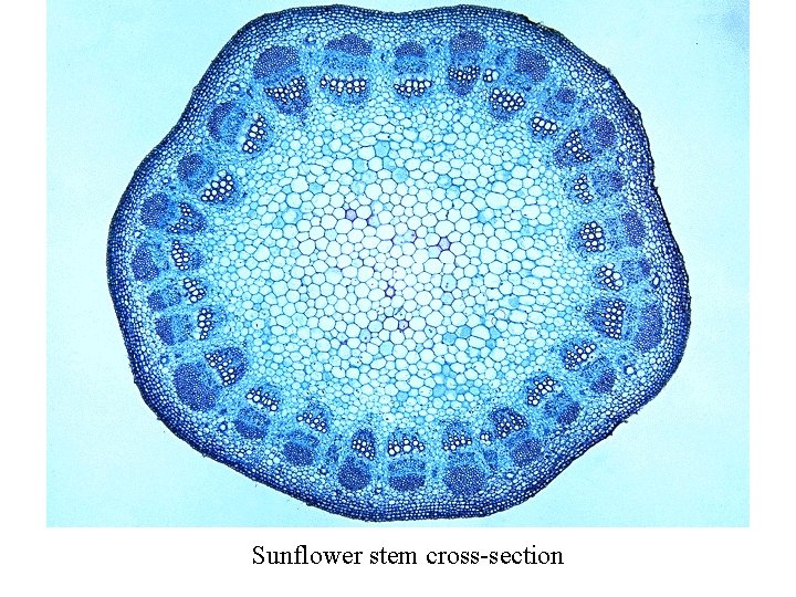 Sunflower stem cross-section 