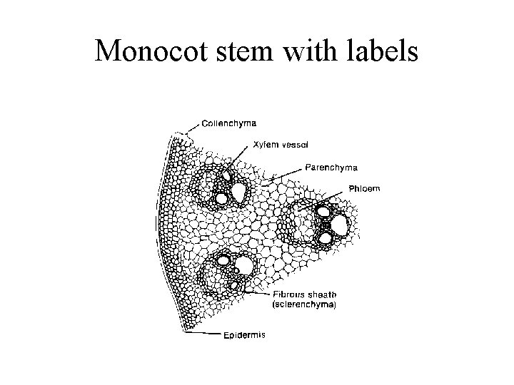 Monocot stem with labels 