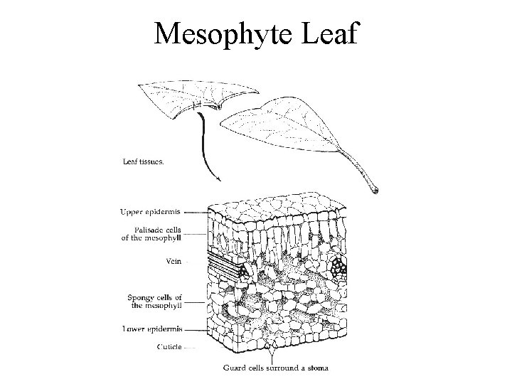 Mesophyte Leaf 