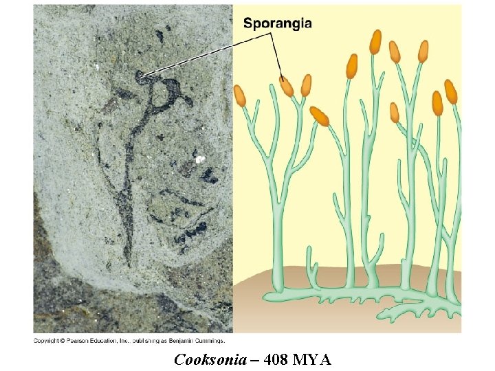 Cooksonia – 408 MYA 