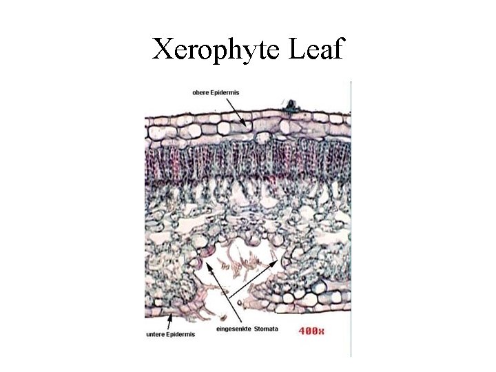 Xerophyte Leaf 