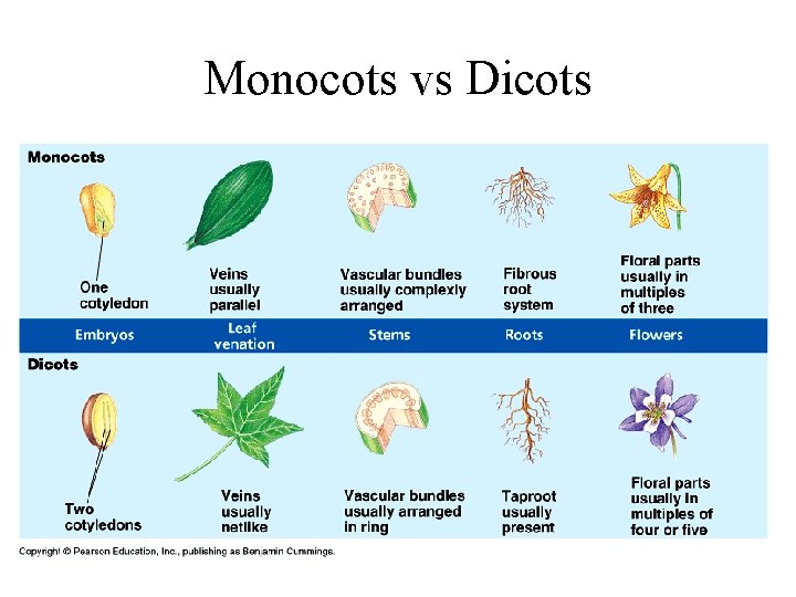 Monocots vs Dicots 
