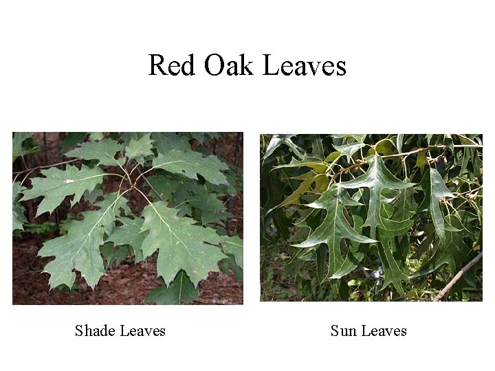 Red Oak Leaves Shade Leaves Sun Leaves 