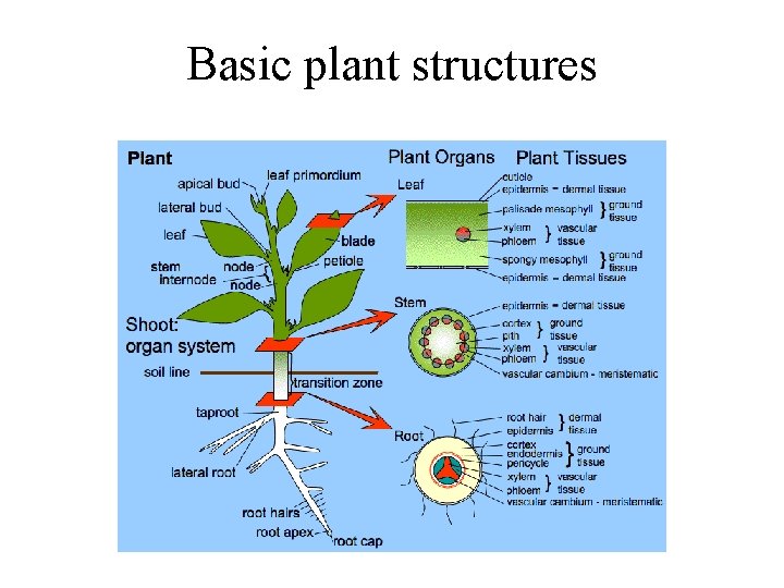 Basic plant structures 