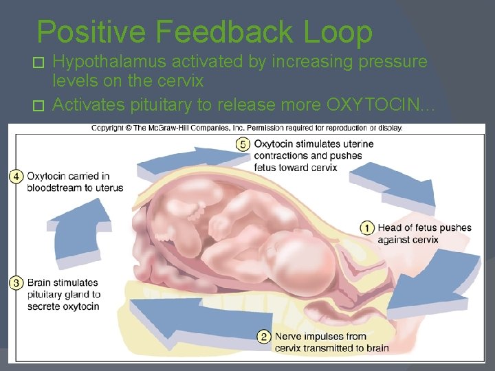 Positive Feedback Loop Hypothalamus activated by increasing pressure levels on the cervix � Activates