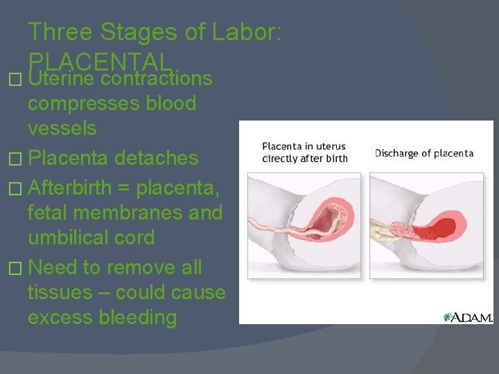 Three Stages of Labor: PLACENTAL � Uterine contractions compresses blood vessels � Placenta detaches