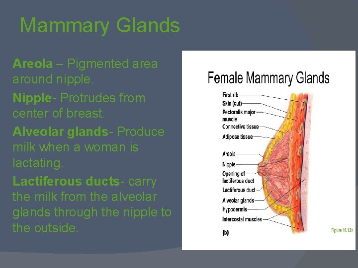Mammary Glands Areola – Pigmented area around nipple. Nipple- Protrudes from center of breast.