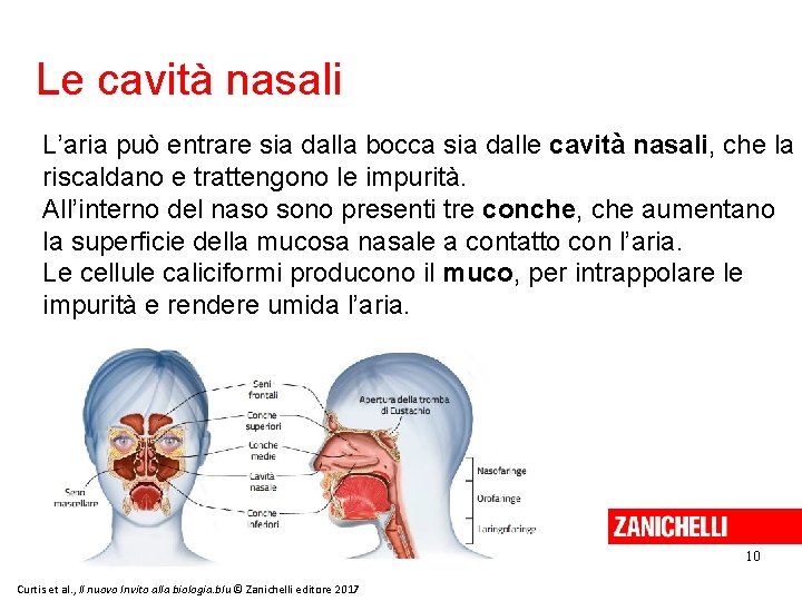 Le cavità nasali L’aria può entrare sia dalla bocca sia dalle cavità nasali, che