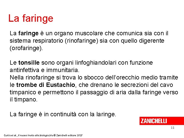 La faringe è un organo muscolare che comunica sia con il sistema respiratorio (rinofaringe)