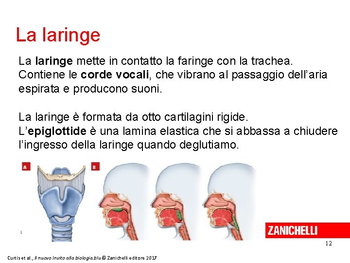 La laringe mette in contatto la faringe con la trachea. Contiene le corde vocali,