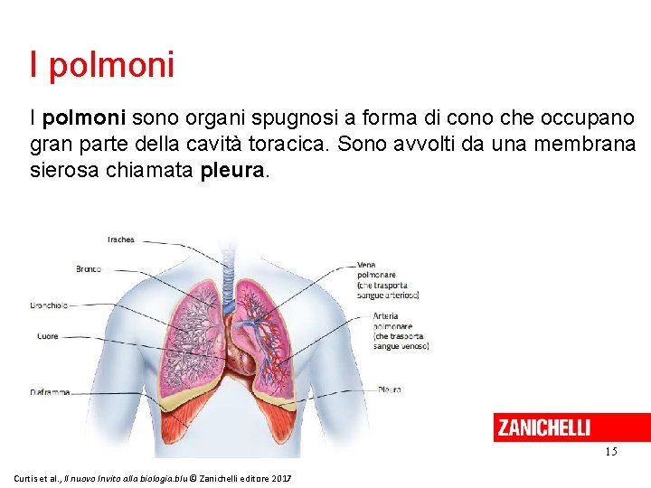 I polmoni sono organi spugnosi a forma di cono che occupano gran parte della