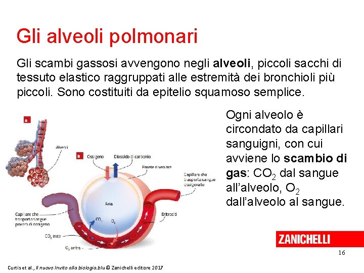 Gli alveoli polmonari Gli scambi gassosi avvengono negli alveoli, piccoli sacchi di tessuto elastico