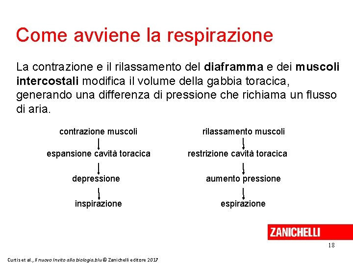 Come avviene la respirazione La contrazione e il rilassamento del diaframma e dei muscoli