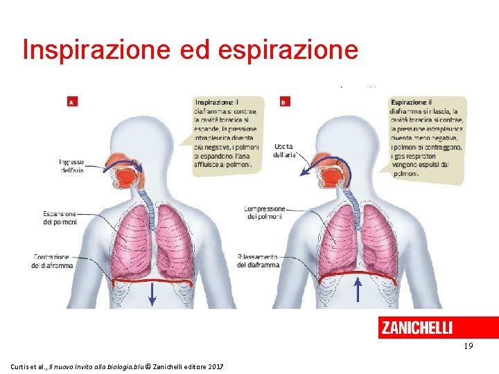 Inspirazione ed espirazione 19 Curtis et al. , Il nuovo Invito alla biologia. blu