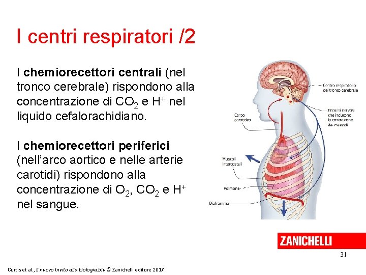 I centri respiratori /2 I chemiorecettori centrali (nel tronco cerebrale) rispondono alla concentrazione di