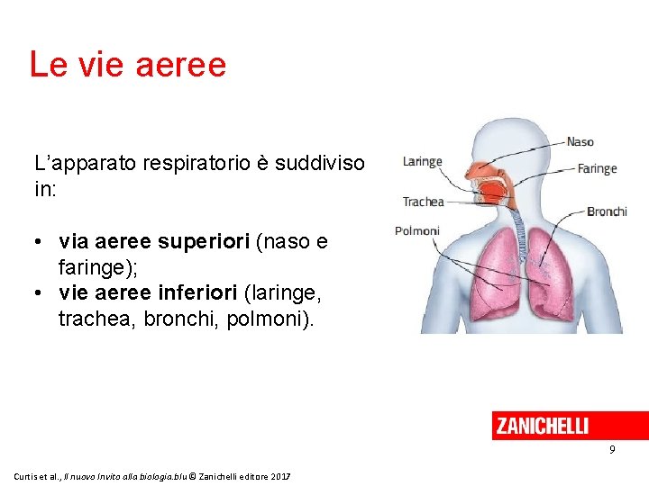 Le vie aeree L’apparato respiratorio è suddiviso in: • via aeree superiori (naso e