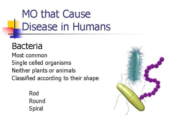MO that Cause Disease in Humans Bacteria Most common Single celled organisms Neither plants