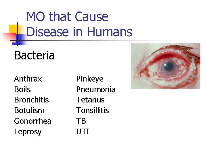 MO that Cause Disease in Humans Bacteria Anthrax Boils Bronchitis Botulism Gonorrhea Leprosy Pinkeye
