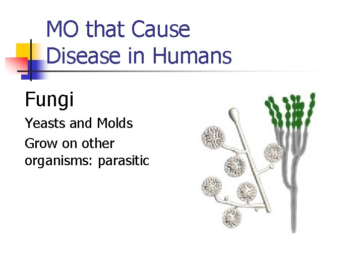 MO that Cause Disease in Humans Fungi Yeasts and Molds Grow on other organisms: