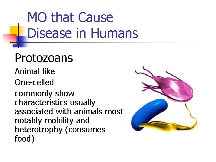 MO that Cause Disease in Humans Protozoans Animal like One-celled commonly show characteristics usually