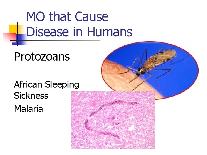 MO that Cause Disease in Humans Protozoans African Sleeping Sickness Malaria 