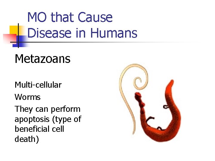 MO that Cause Disease in Humans Metazoans Multi-cellular Worms They can perform apoptosis (type