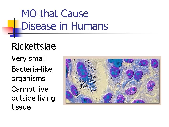 MO that Cause Disease in Humans Rickettsiae Very small Bacteria-like organisms Cannot live outside