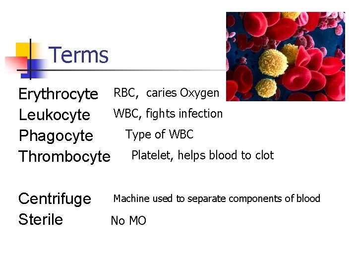 Terms Erythrocyte RBC, caries Oxygen Leukocyte WBC, fights infection Type of WBC Phagocyte Thrombocyte
