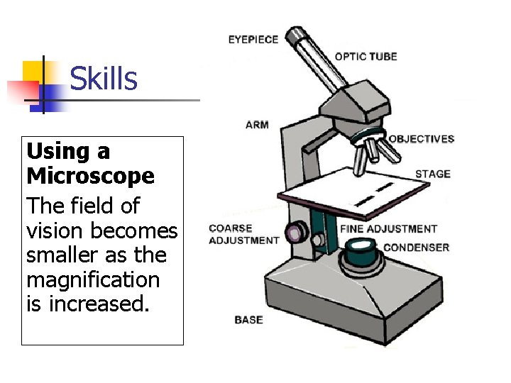 Skills Using a Microscope The field of vision becomes smaller as the magnification is